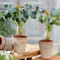 Jatropha Podagrica -Herbalife Shop pl2000034415 card3 lg