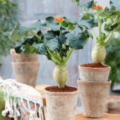 Jatropha Podagrica -Herbalife Shop pl2000034415 card4 lg