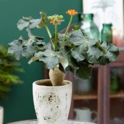 Jatropha Podagrica -Herbalife Shop pl2000034415 card5 lg