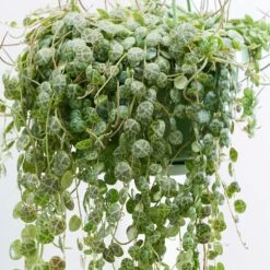 Peperomia Prostrata -Herbalife Shop pl2000034430 card2 lg