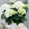 Hydrangea Macrophylla 'Schneeball' -Herbalife Shop pl2000034432