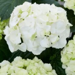 Hydrangea Macrophylla 'Schneeball' 6 Hydrangea Macrophylla 'Schneeball' -Herbalife Shop pl2000034432 card2 lg