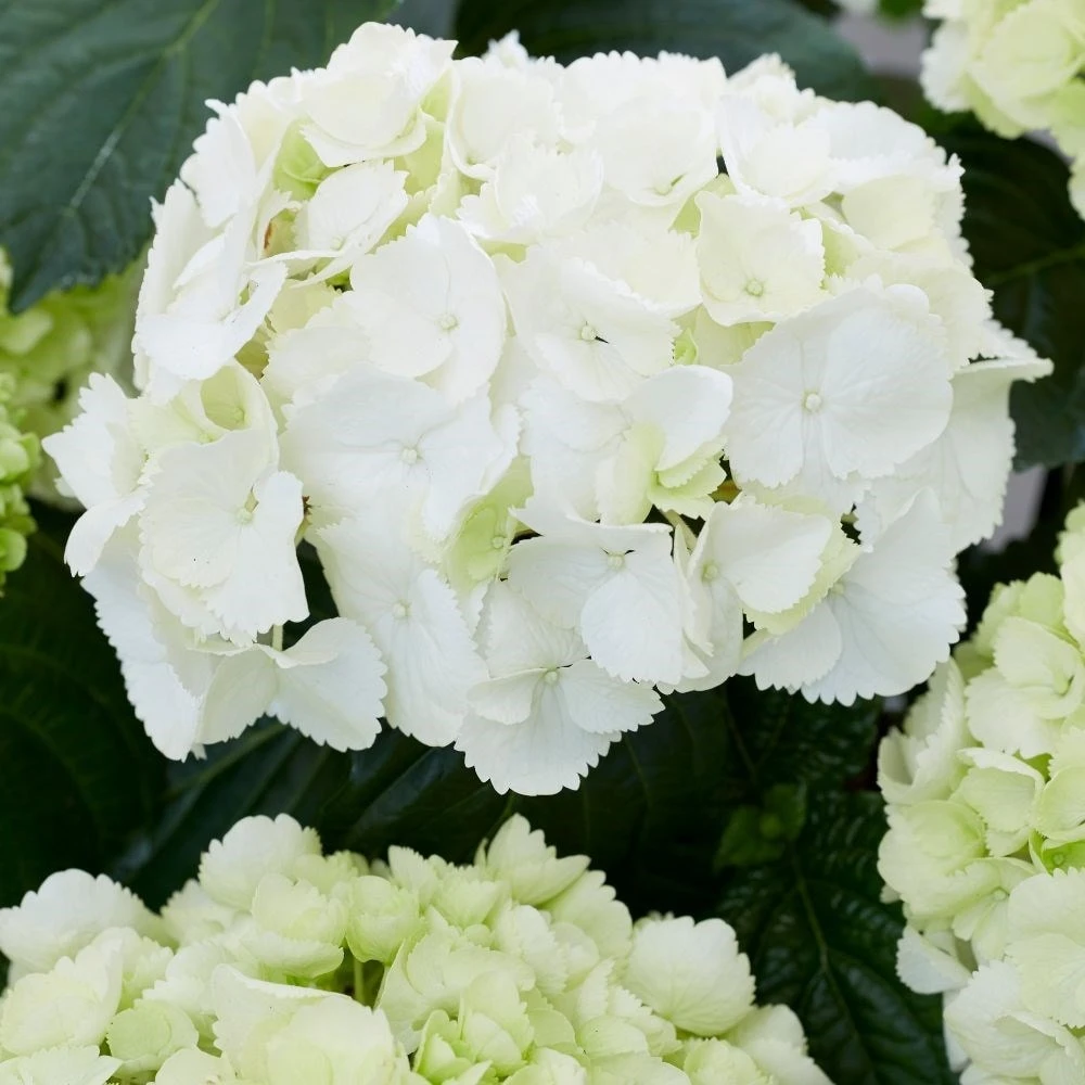 Hydrangea Macrophylla 'Schneeball' 4 Hydrangea Macrophylla 'Schneeball' - Image 2