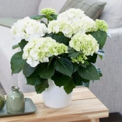 Hydrangea Macrophylla 'Schneeball' 7 Hydrangea Macrophylla 'Schneeball' -Herbalife Shop pl2000034432 card3 lg