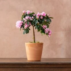 Azalea Simsii Standard Pink -Herbalife Shop pl2000034435 card2 lg