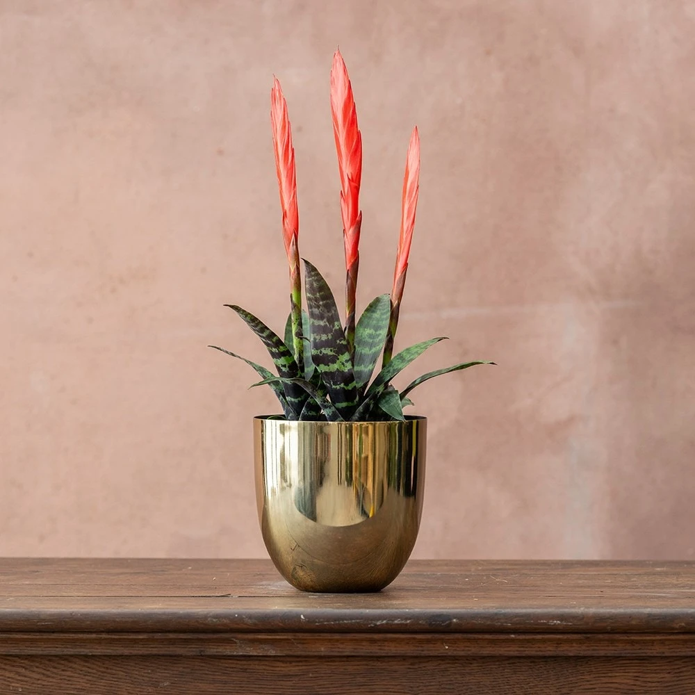 Vriesea 'Era' (PBR) 4 Vriesea 'Era' (PBR) - Image 2