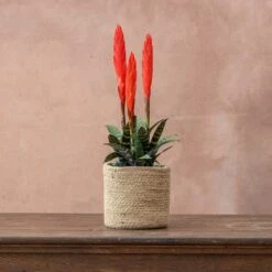 Vriesea 'Era' (PBR) 7 Vriesea 'Era' (PBR) -Herbalife Shop pl2000034449 card3 lg