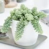 Sedum Morganianum -Herbalife Shop pl2000034457