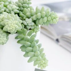 Sedum Morganianum -Herbalife Shop pl2000034457 card3 lg