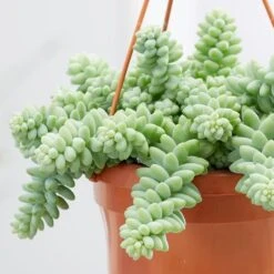 Sedum Morganianum -Herbalife Shop pl2000034457 card4 lg