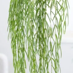 Hoya Linearis -Herbalife Shop pl2000034464 card4 lg