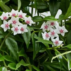 Hoya Lanceolata Subsp. Bella -Herbalife Shop pl2000034465 card2 lg