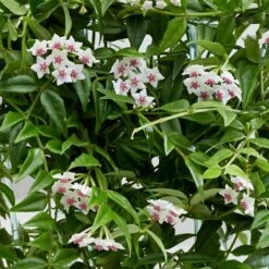 Hoya Lanceolata Subsp. Bella -Herbalife Shop pl2000034465 card4 lg