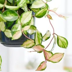 Hoya Carnosa 'Tricolor' -Herbalife Shop pl2000034468 card2 lg