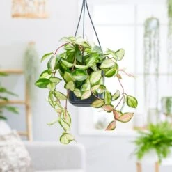 Hoya Carnosa 'Tricolor' -Herbalife Shop pl2000034468 card3 lg