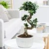 Ficus Microcarpa 'Ginseng' In Bowl Pot -Herbalife Shop pl2000034470