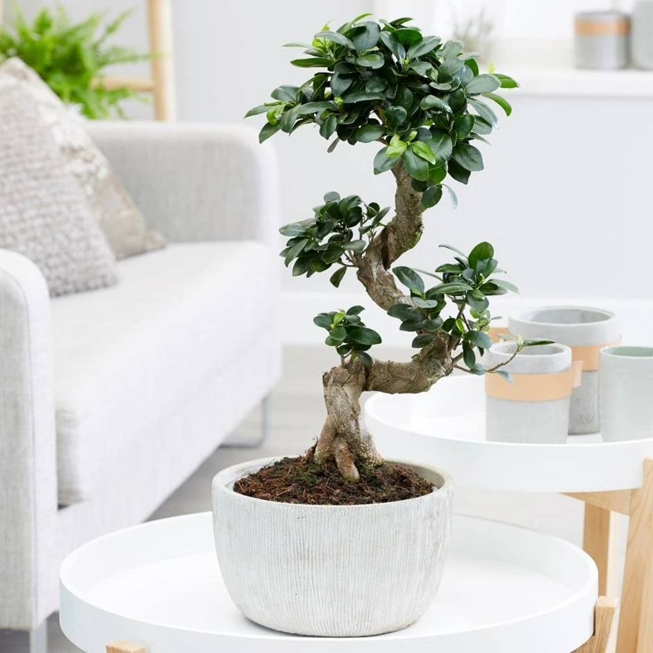 Ficus Microcarpa 'Ginseng' In Bowl Pot 3 Ficus Microcarpa 'Ginseng' In Bowl Pot