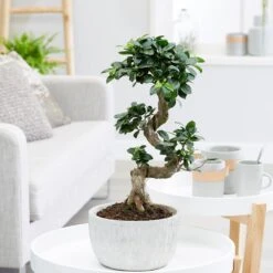 Ficus Microcarpa 'Ginseng' In Bowl Pot 7 Ficus Microcarpa 'Ginseng' In Bowl Pot -Herbalife Shop pl2000034470 card3 lg