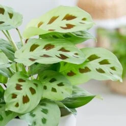 Maranta Leuconeura -Herbalife Shop pl2000034472 card3 lg