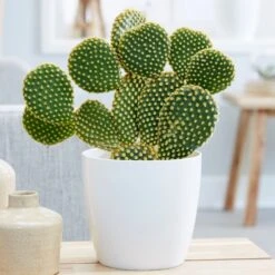 Opuntia Microdasys -Herbalife Shop pl2000034473 card2 lg