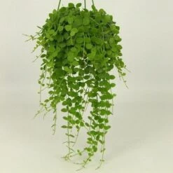 Dischidia Nummularia -Herbalife Shop pl2000034480 card2 lg