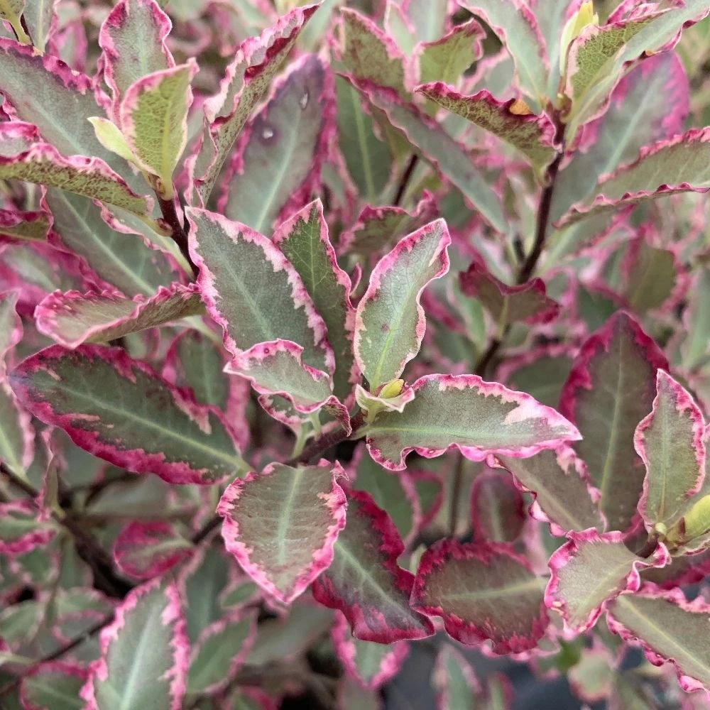 Pittosporum Tenuifolium 'Elizabeth' 4 Pittosporum Tenuifolium 'Elizabeth' - Image 2