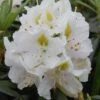 Rhododendron 'Madame Masson' -Herbalife Shop pl2000034753