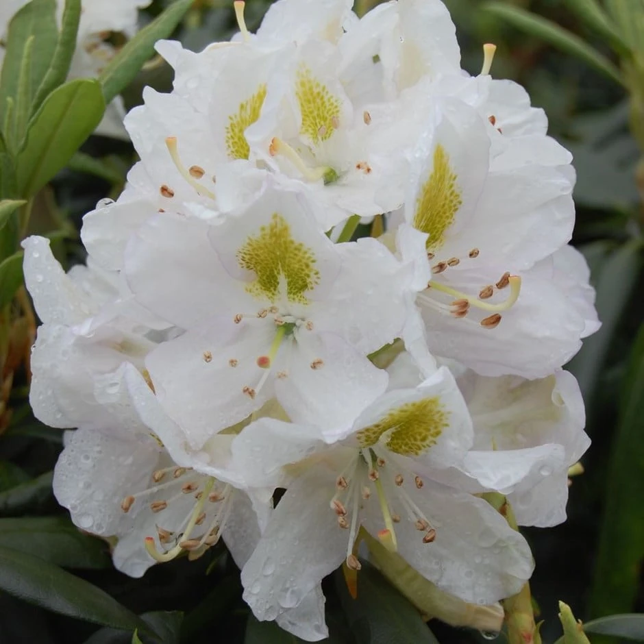 Rhododendron 'Madame Masson' 3 Rhododendron 'Madame Masson'