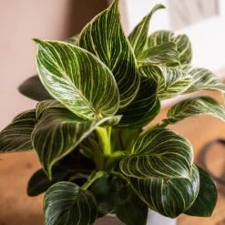 Philodendron 'Birkin' 6 Philodendron 'Birkin' -Herbalife Shop pl2000035827 card2 lg