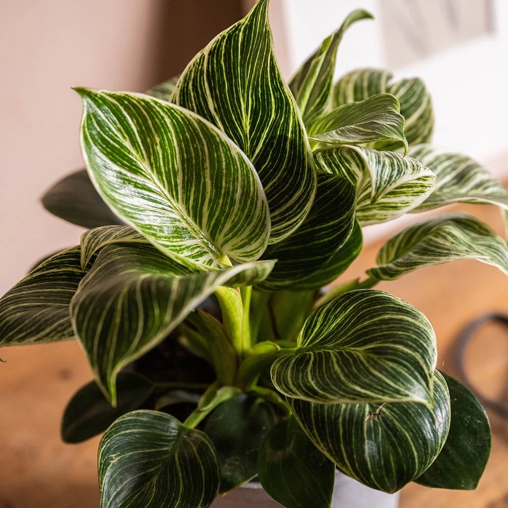 Philodendron 'Birkin' 4 Philodendron 'Birkin' - Image 2