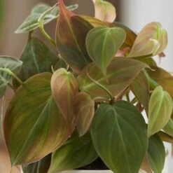 Philodendron Scandens 'Micans' 6 Philodendron Scandens 'Micans' -Herbalife Shop pl2000035828 card2 lg