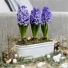 Scented Blue Hyacinths In A Ceramic Bowl -Herbalife Shop pl2000035859