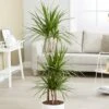 Dracaena Marginata -Herbalife Shop pl2000035885