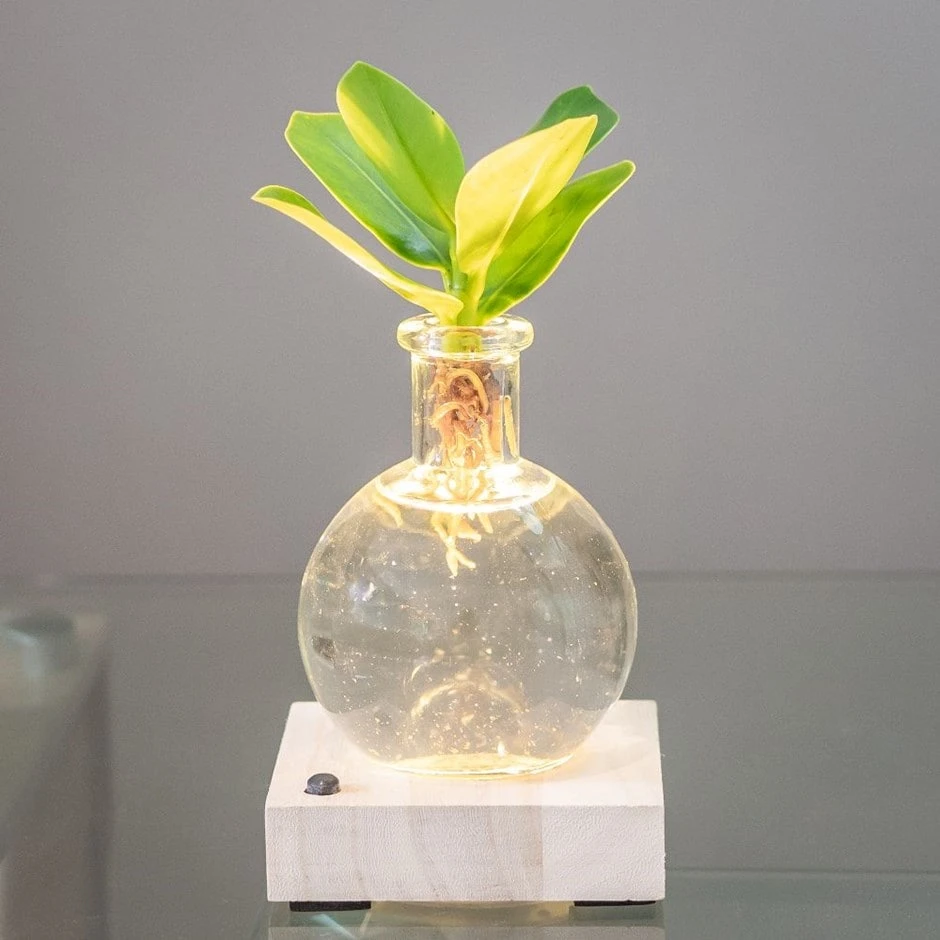 Hydroponic Clusia Rosea 'Princess' (PBR) And LED Light 3 Hydroponic Clusia Rosea 'Princess' (PBR) And LED Light