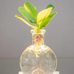 Hydroponic Clusia Rosea 'Princess' (PBR) And LED Light 8 Hydroponic Clusia Rosea 'Princess' (PBR) And LED Light -Herbalife Shop pl2000035890 card2 lg