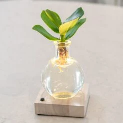 Hydroponic Clusia Rosea 'Princess' (PBR) And LED Light 9 Hydroponic Clusia Rosea 'Princess' (PBR) And LED Light -Herbalife Shop pl2000035890 card3 lg