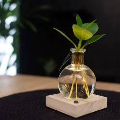 Hydroponic Clusia Rosea 'Princess' (PBR) And LED Light 10 Hydroponic Clusia Rosea 'Princess' (PBR) And LED Light -Herbalife Shop pl2000035890 card4 lg