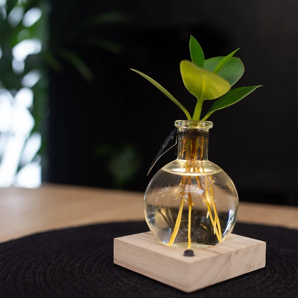 Hydroponic Clusia Rosea 'Princess' (PBR) And LED Light 6 Hydroponic Clusia Rosea 'Princess' (PBR) And LED Light - Image 4