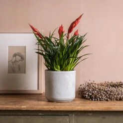 Vriesea 'Astrid' -Herbalife Shop pl2000035902 card3 lg