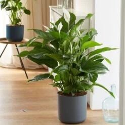 Spathiphyllum 'Sweet Lauretta' (PBR) -Herbalife Shop pl2000035913 card3 lg