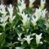 Euonymus Japonicus Paloma Blanca ('Lankveld03') (PBR) -Herbalife Shop pl2000036117