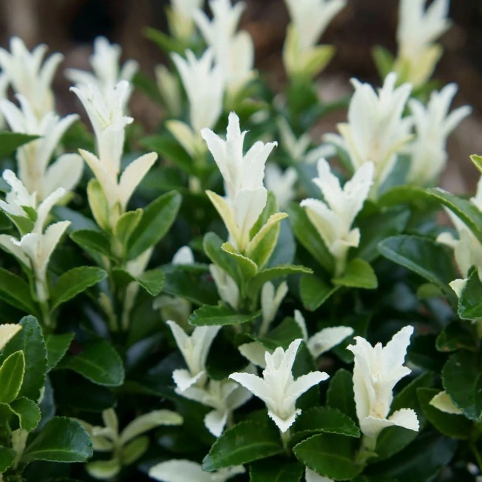 Euonymus Japonicus Paloma Blanca ('Lankveld03') (PBR) 3 Euonymus Japonicus Paloma Blanca ('Lankveld03') (PBR)
