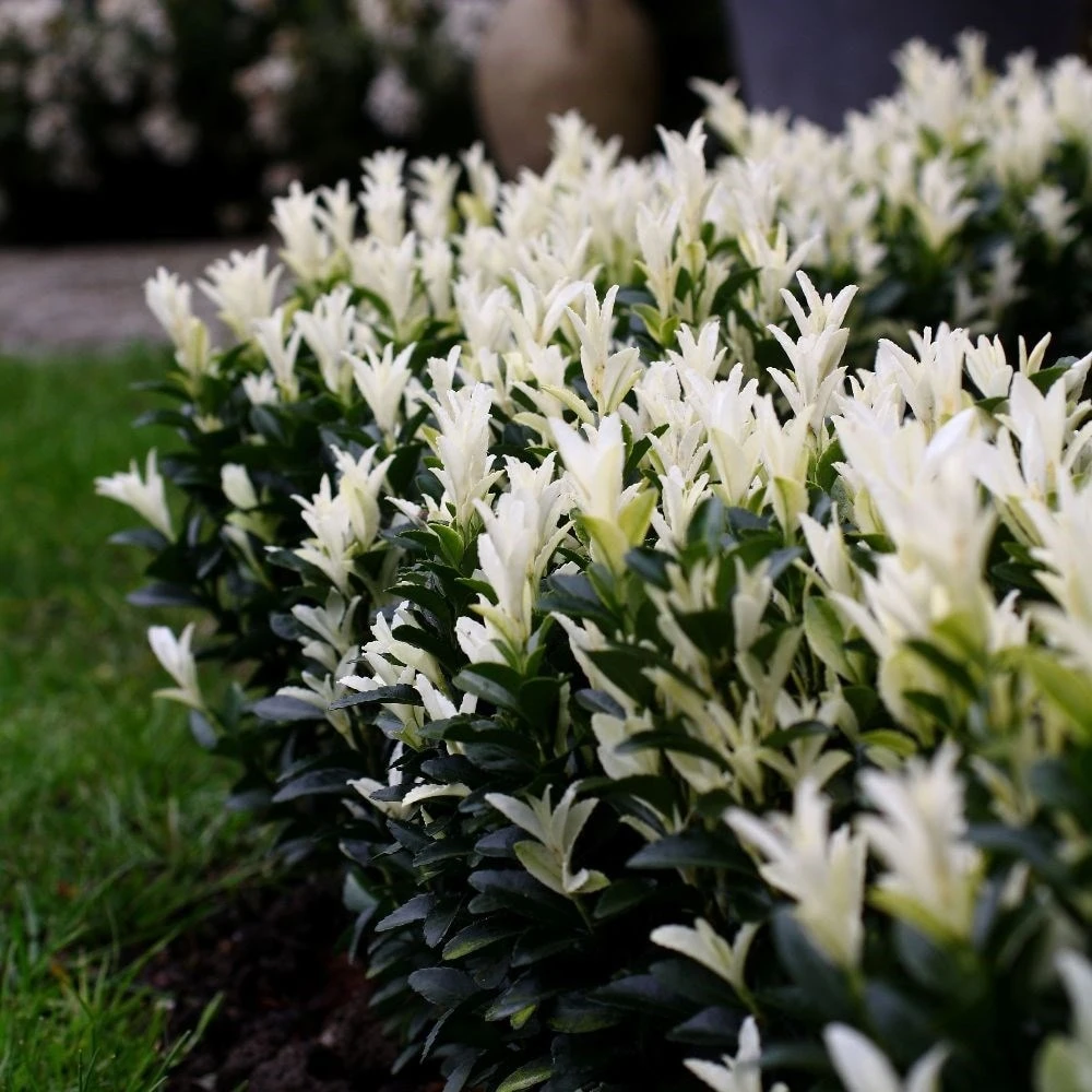 Euonymus Japonicus Paloma Blanca ('Lankveld03') (PBR) 4 Euonymus Japonicus Paloma Blanca ('Lankveld03') (PBR) - Image 2