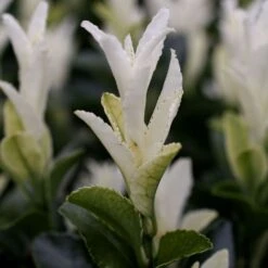 Euonymus Japonicus Paloma Blanca ('Lankveld03') (PBR) 7 Euonymus Japonicus Paloma Blanca ('Lankveld03') (PBR) -Herbalife Shop pl2000036117 card3 lg