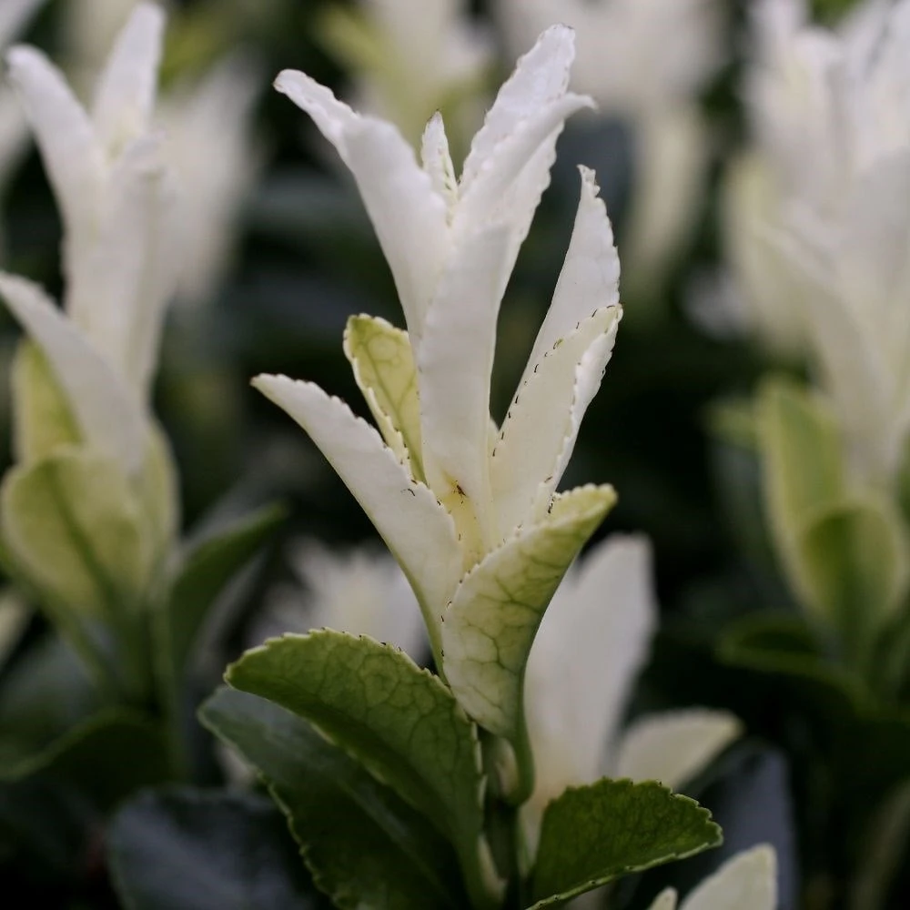 Euonymus Japonicus Paloma Blanca ('Lankveld03') (PBR) 5 Euonymus Japonicus Paloma Blanca ('Lankveld03') (PBR) - Image 3