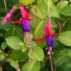 Fuchsia 'Genii' -Herbalife Shop pl2000036119
