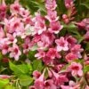 Weigela Picobella Rosa ('Tvp2') (PBR) 2 Weigela Picobella Rosa ('Tvp2') (PBR) -Herbalife Shop pl2000036122