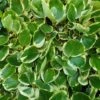 Griselinia Littoralis 'Variegata' -Herbalife Shop pl2000036128