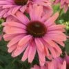 Echinacea SunSeekers Rainbow ('IFECSSRA') (PBR) (SunSeekers Series) -Herbalife Shop pl2000036167