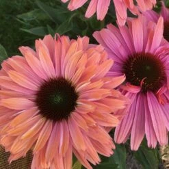 Echinacea SunSeekers Rainbow ('IFECSSRA') (PBR) (SunSeekers Series) 9 Echinacea SunSeekers Rainbow ('IFECSSRA') (PBR) (SunSeekers Series) -Herbalife Shop pl2000036167 card2 lg